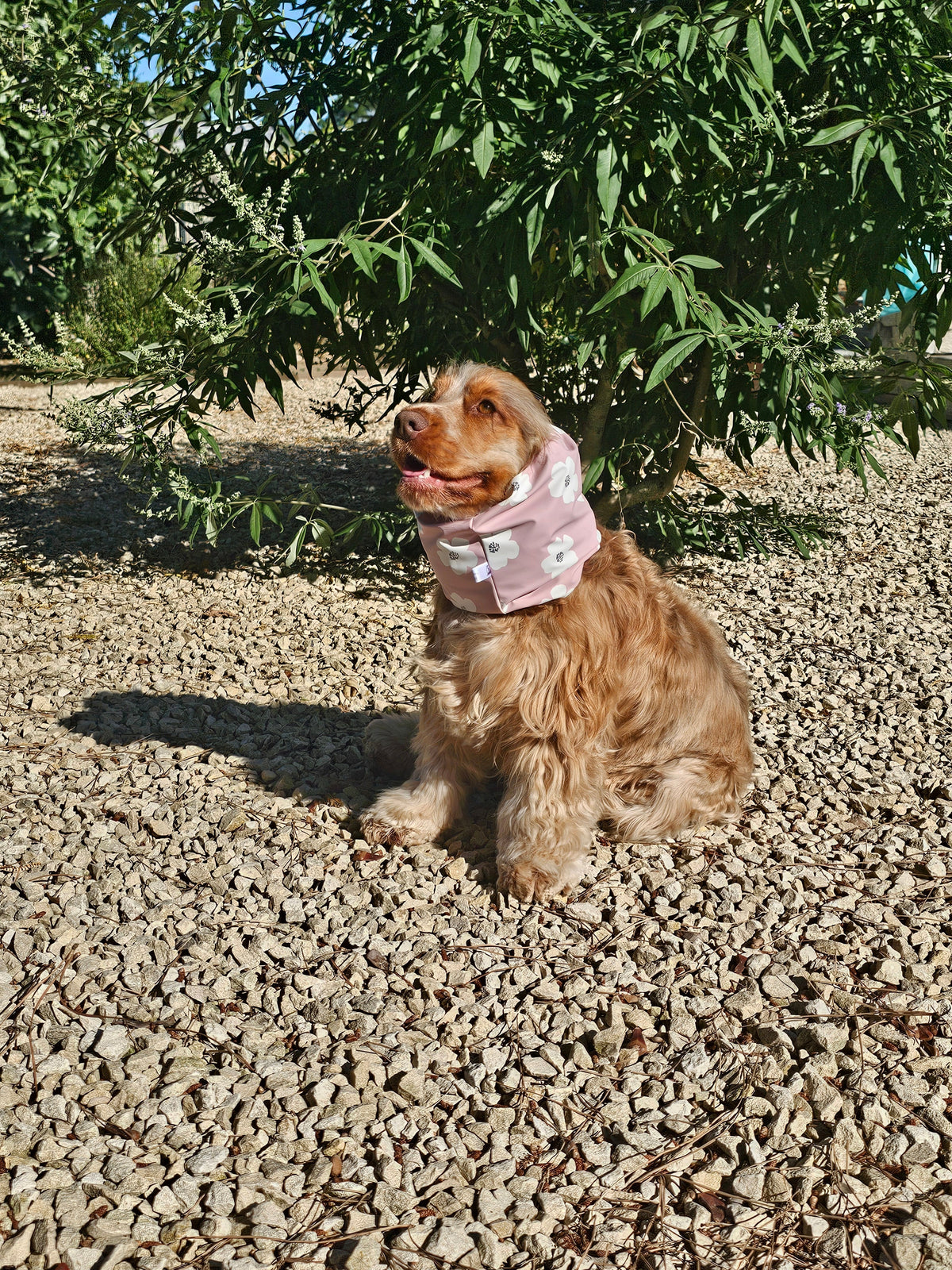 Snood imperméable ciré : une protection supplémentaire lors de vos balades avec votre chien
