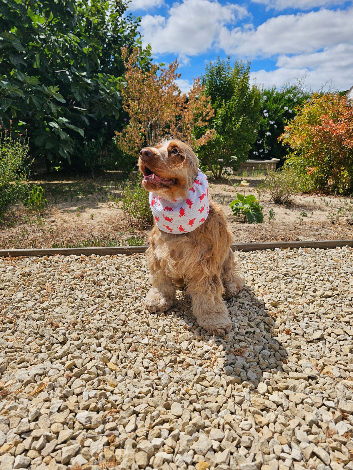 Comment mettre correctement un snood à son chien ?  Voici le guide pas à pas