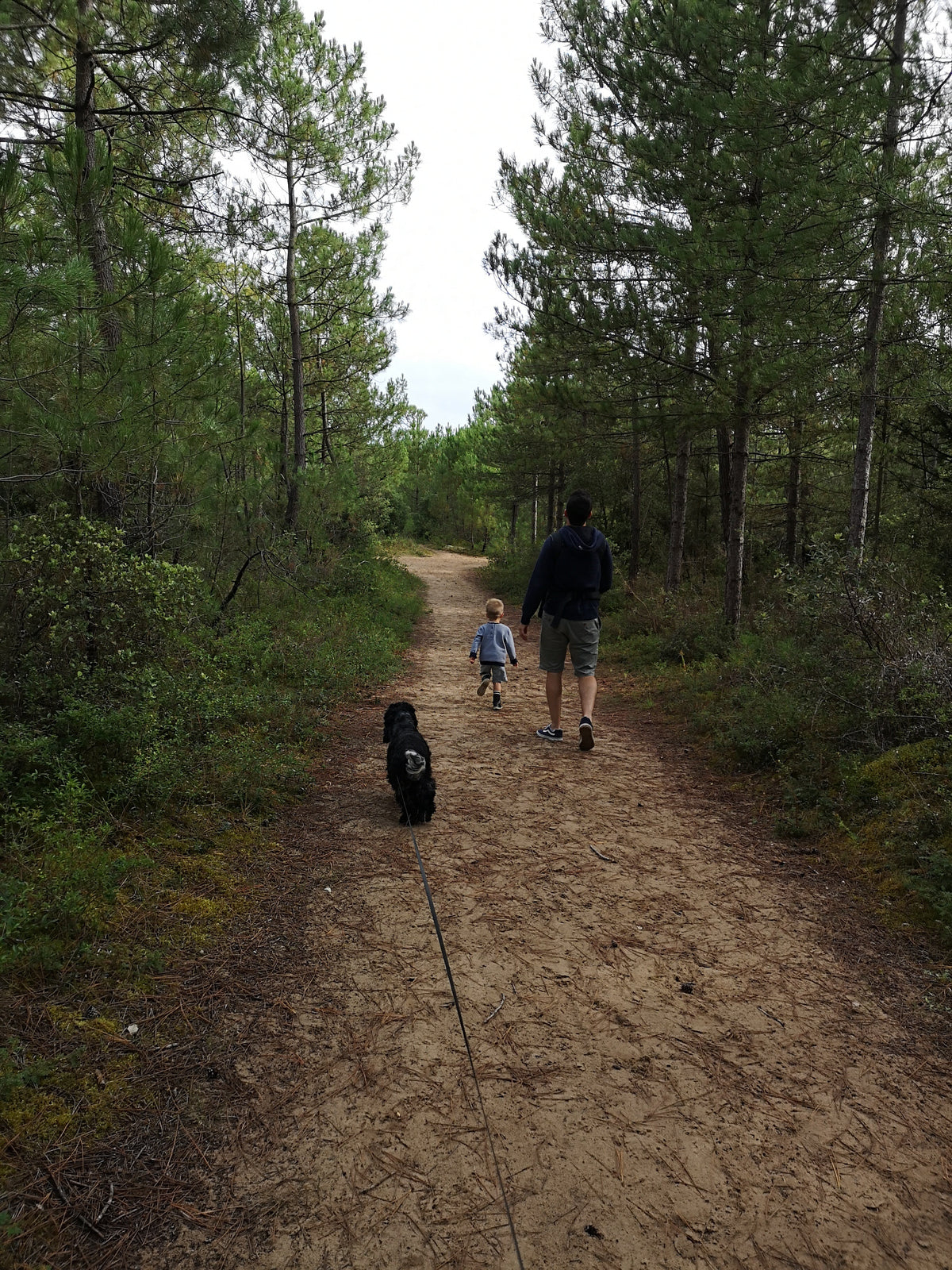 Morsure de serpent chez le chien : comment réagir et protéger son compagnon ?