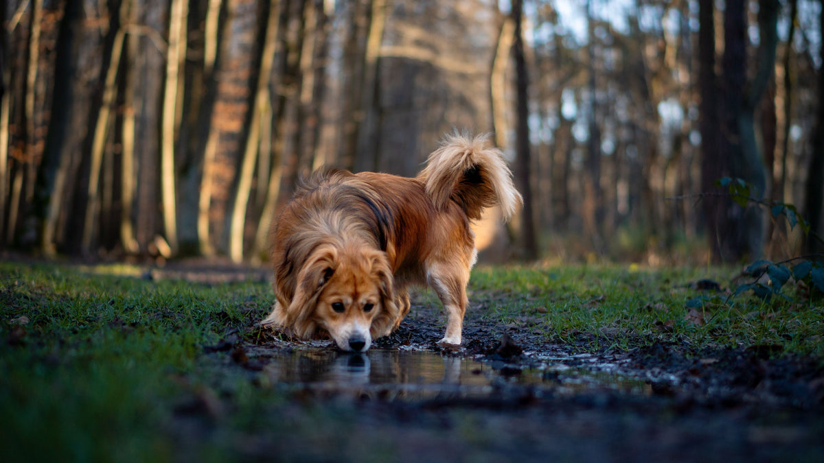 Chaleur et chien : pourquoi il vaut mieux éviter les promenades aux heures les plus chaudes