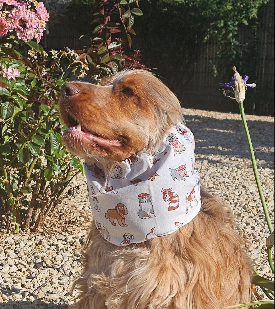 Snood petits chiens - coton