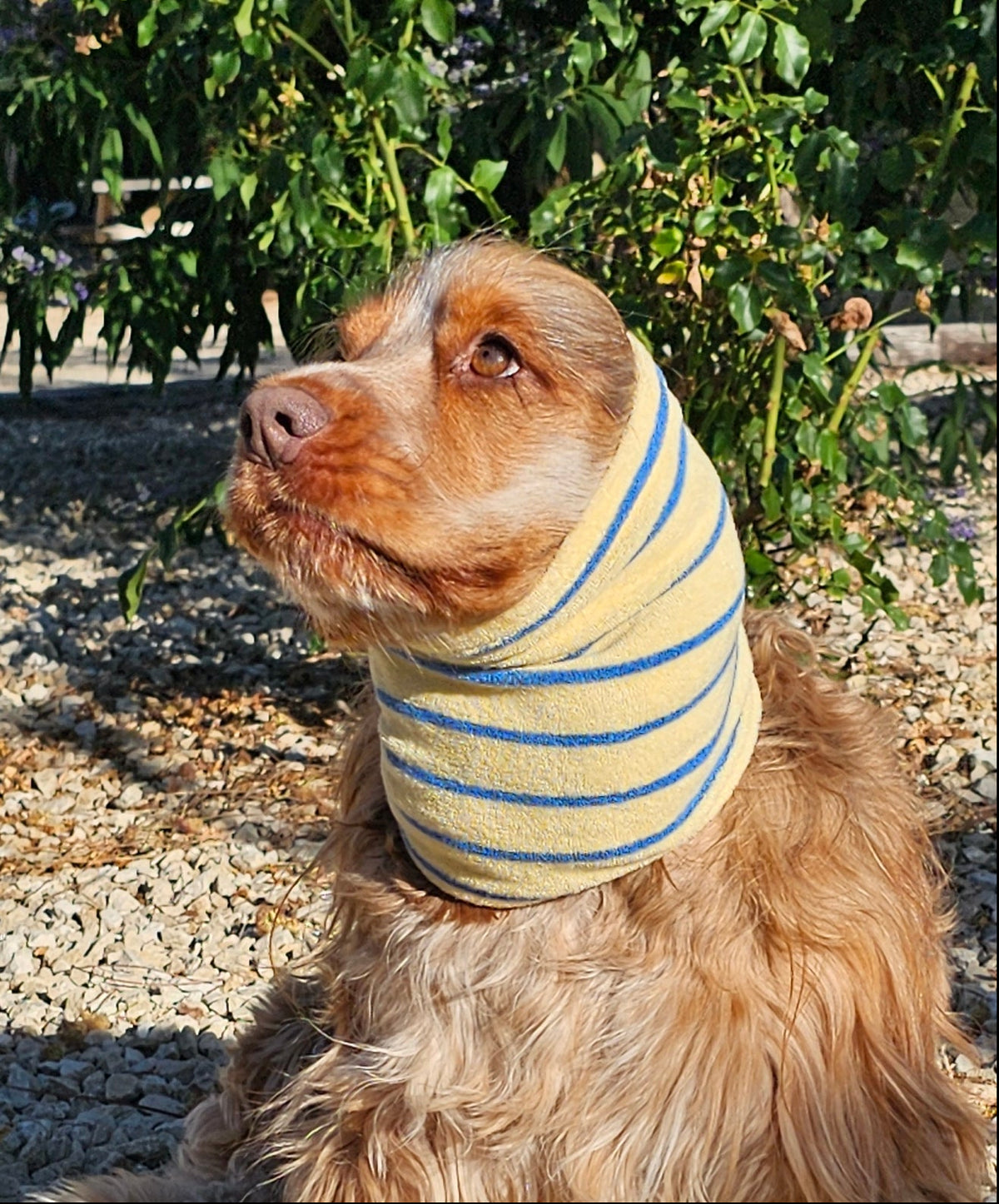 Snood grooming marinière jaune et bleu - éponge