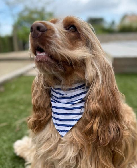 Bandana Marinière