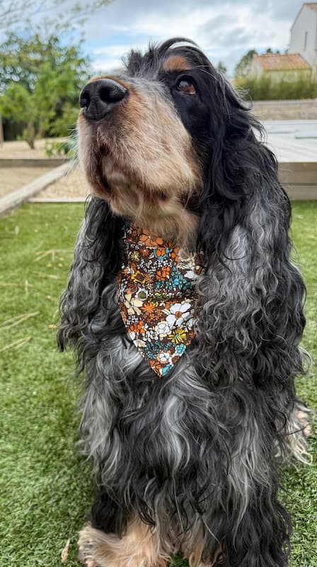 Bandana marron fleurs multicolores