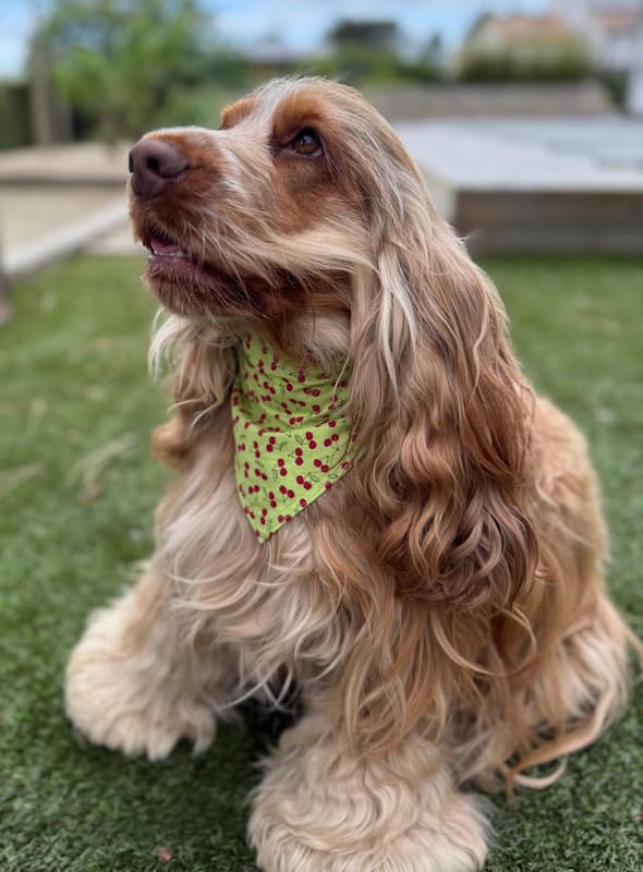 Bandana vert avec cerises
