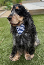 Bandana Marinière