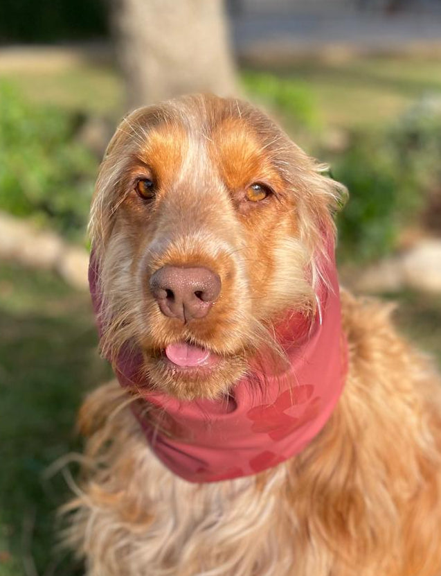 Snood léopard bordeaux - imperméable