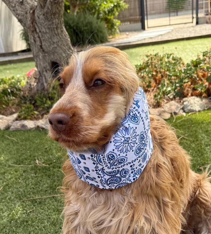 Snood bandana fond blanc motifs bleus - coton