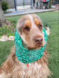 Snood bandana vert - coton