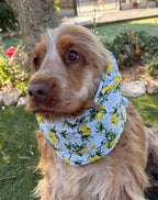 Snood citrons - coton