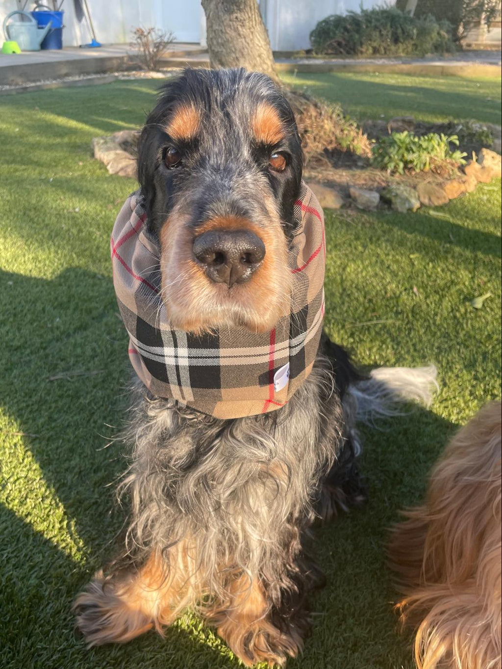 Snood écossais - tartan
