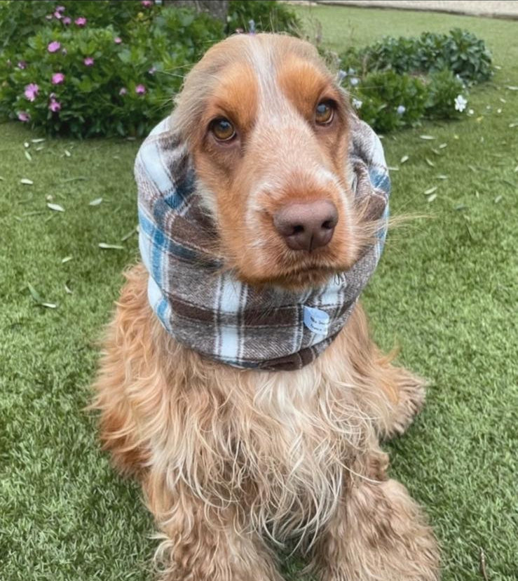 Snood écossais beige et bleu - flanelle