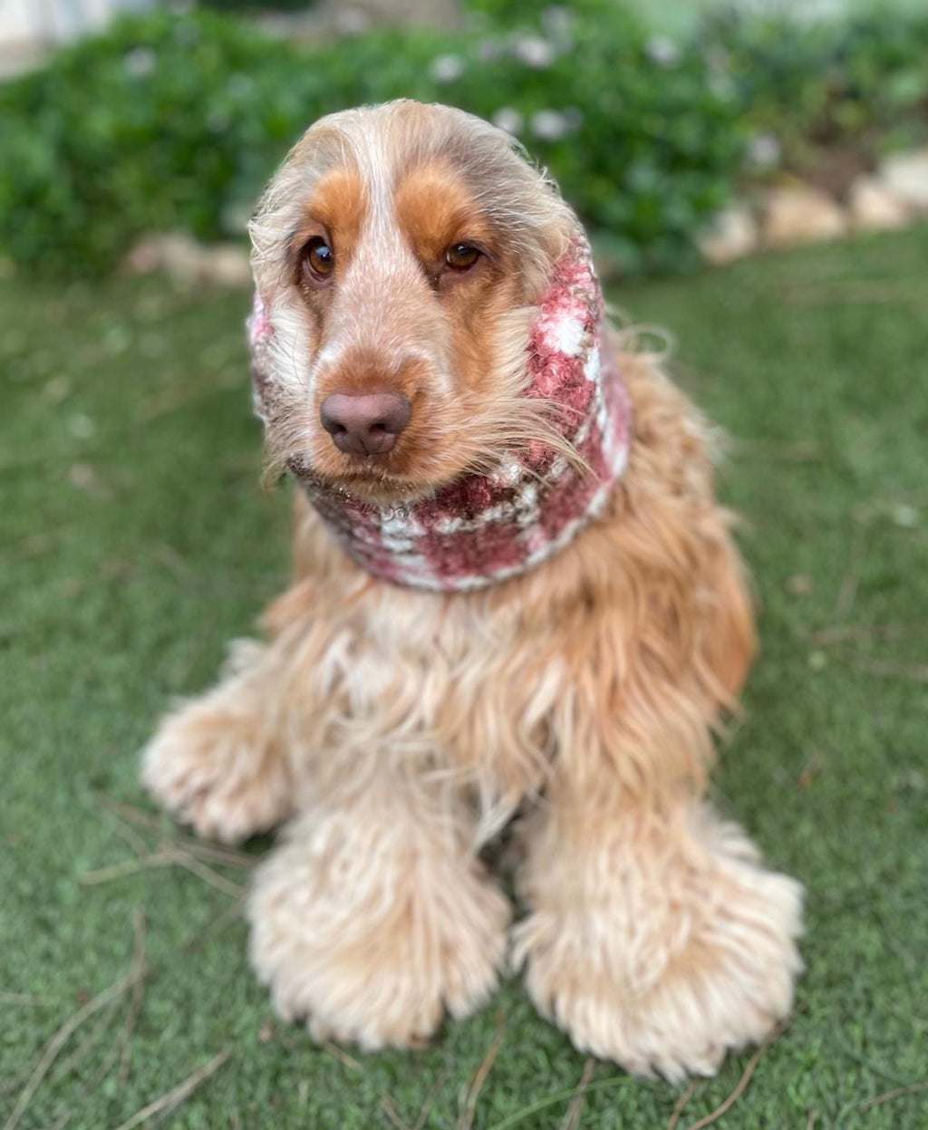 Snood écossais vieux rose - bouclette