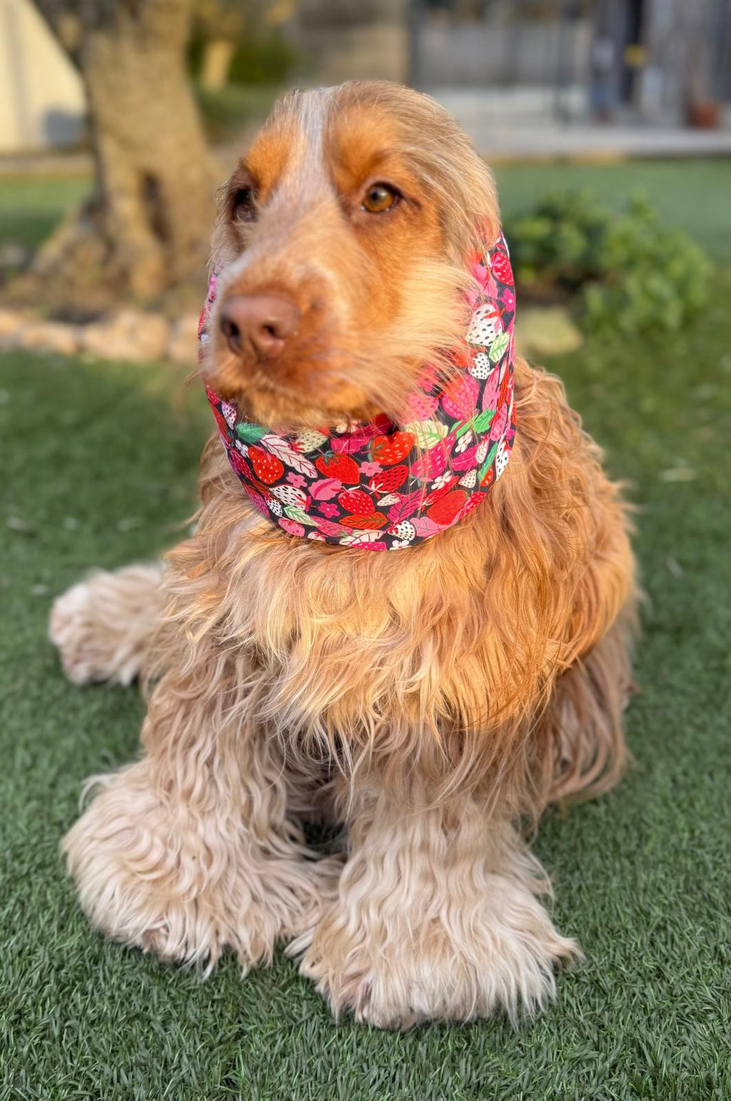 Snood fraises - coton