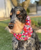 Snood fraises - coton