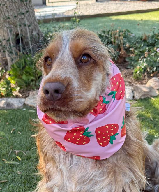 Snood fraises - imperméable