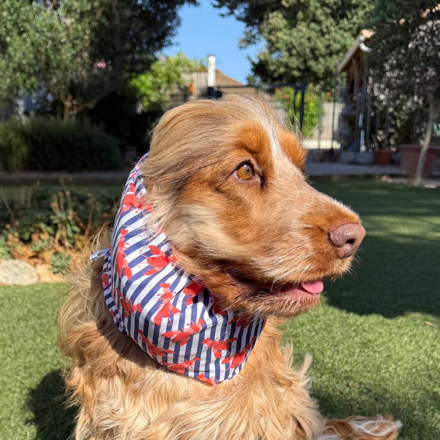 Snood marinière avec homards - coton