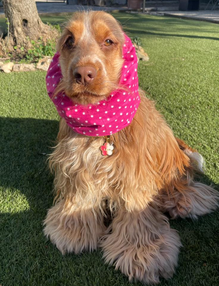 Snood à pois fuchsia - coton