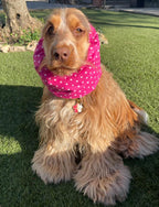 Snood à pois fuchsia - coton