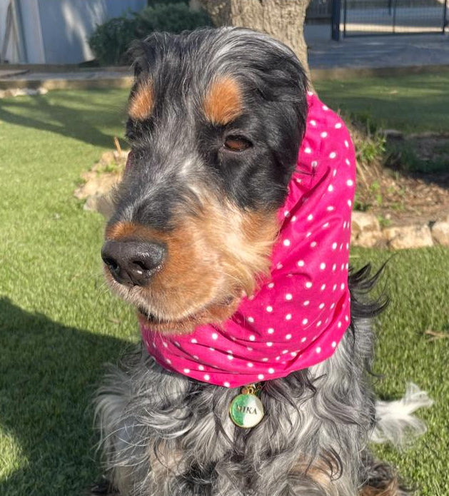 Snood à pois fuchsia - coton