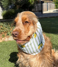 Snood rayé vert avec citrons - gaze de coton